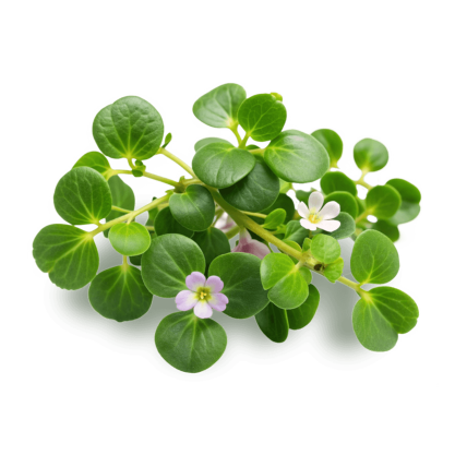 The chronic effects of an extract of Bacopa monniera (Brahmi) on cognitive function in healthy human subjects