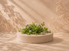 Brahmi and the Science of Memory: What Makes This Ancient Herb Relevant Today?