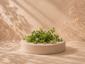Brahmi and the Science of Memory: What Makes This Ancient Herb Relevant Today?