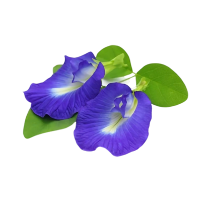 In vivo investigation of the neuroprotective property of Convolvulus pluricaulis in scopolamine-induced cognitive impairments in Wistar rats