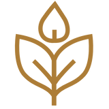 Rooted in
Ayurveda
