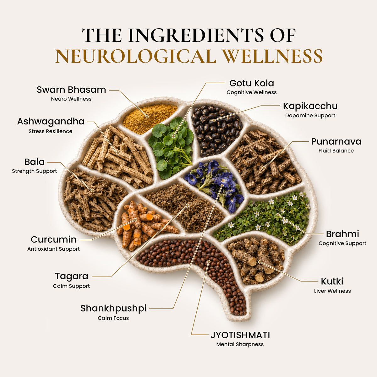 Premium Ayurvedic herbs including Swarn Bhasam, Ashwagandha, Bala, Curcumin, Tagara, Shankhpushpi, Jyotishmati, Kutki, Brahmi, Punarnava, Kapikacchu, and Gotu Kola.